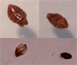 Bed Bug Larvae Pictures