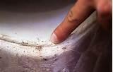 Images of Bed Bug Info