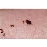 Pictures of How Do Bed Bugs Look Like