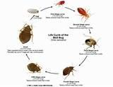 What Bed Bugs Look Like Images