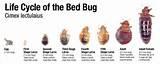 Images of How Do Bed Bugs Look Like