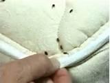 Pictures of Bed Bugs Infestation