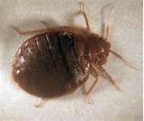 What Bed Bugs Look Like Pictures