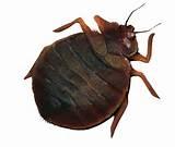 How Big Are Bed Bugs Pictures