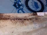 Photos of Bed Bugs Infestation