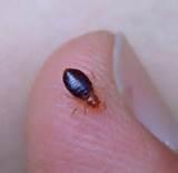 Causes Of Bed Bugs Pictures