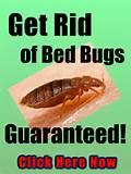 Home Remedy For Bed Bugs Pictures