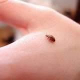 Causes Of Bed Bugs Photos