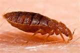 Home Remedy For Bed Bugs Photos