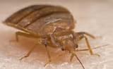Pictures of Bed Bug Symptoms