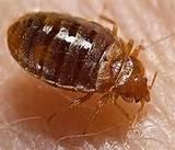 Photos of Treatment Of Bed Bugs