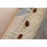 Treatment Of Bed Bugs Images