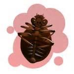 Stop Bed Bugs Photos