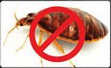Stop Bed Bugs