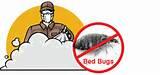 Pictures of Stop Bed Bugs