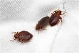 Remove Bed Bugs