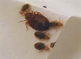 Remove Bed Bugs