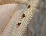 Photos of Stop Bed Bugs