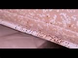 Pictures of How To Find Bed Bugs