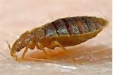 Images of Get Rid Bed Bugs