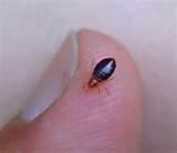 Size Of Bed Bugs Photos