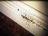 Photos of Bed Bug Infestation