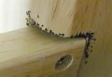 Pictures of Bed Bug Infestation