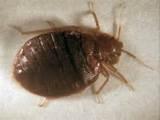 To Get Rid Of Bed Bugs Photos