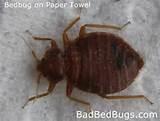 Pictures of Bed Bugs Look Like