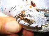 Bed Bugs Texas Images