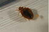 Photos of Can Bed Bugs Be Seen