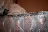 Photos of Bed Bugs Cold
