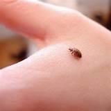 Bed Bugs Natural Pictures