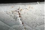 How Do You Get Bed Bugs Mattress Images