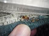 Bed Bugs Transfer Pictures