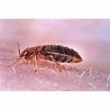 Photos of Bed Bugs Where Do They Come From