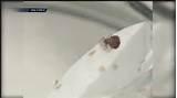Where Are Bed Bugs Found