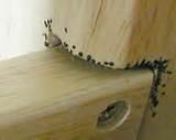 Bed Bugs Fly Photos