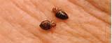 Where Are Bed Bugs Found Photos
