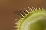 Bed Bugs Fly Pictures
