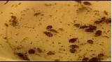 Pictures of Bed Bugs Kalahari Pictures of Bed Bugs Kalahari