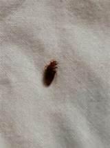 Photos of Bed Bugs Report
