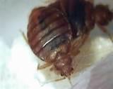 Bed Bugs Philadelphia Pictures