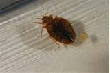 Bed Bugs Concern Images Bed Bugs Concern Images