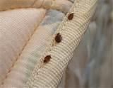 Bed Bugs Pic Photos