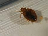 Images of Bed Bugs Pesticides