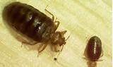 Bed Bugs Pesticides Photos