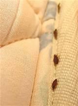 Pictures of Bed Bugs Furniture Pictures of Bed Bugs Furniture