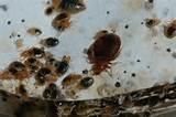 Bed Bugs Bombs Images