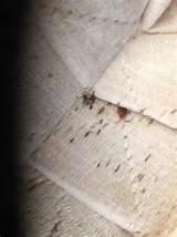 Bed Bugs In Schools